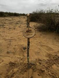 NO66-内モンゴル自治区のオルドス砂漠の緑化植樹１　船橋中央LC-03