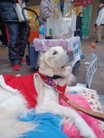 NO120-新しい奉仕考える研修盲導犬支援_冨里LC-32