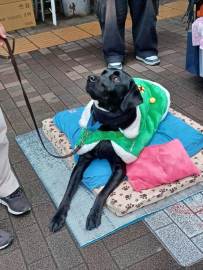 NO121-新しい奉仕考える研修盲導犬支援_冨里LC-33