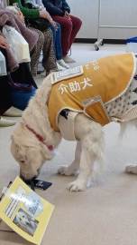 NO139-ふれあい福祉「介助犬」冨里LC