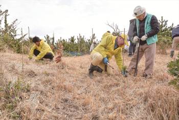 NO239-松苗植樹-南房総LC