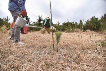 NO240-松苗植樹-南房総LC